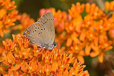 评分网站泄露 《生化危机4：重制版》或将推出黄金版