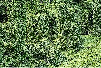 《史莱姆牧场2》9月22日以抢先体验形式推出